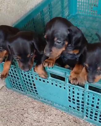 Cucciolo di Pinscher Toy