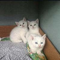 Cuccioli di gatto