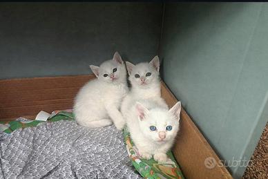 Cuccioli di gatto