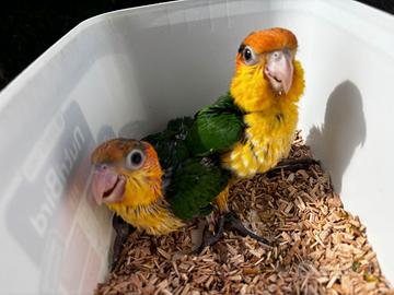 Caicco testa arancio allevati a mano