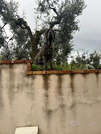 Femmina mastino napoletano
