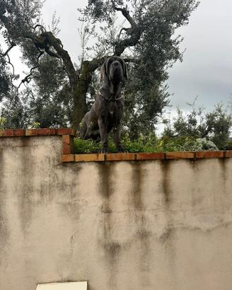 Femmina mastino napoletano