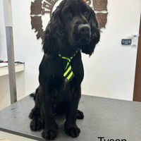 Cuccioli cocker spaniel inglese
