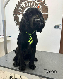 Cuccioli cocker spaniel inglese