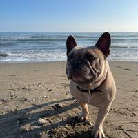 Bulldog francese per monta