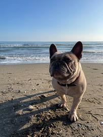 Bulldog francese per monta