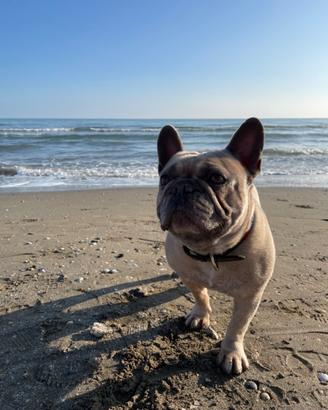 Bulldog francese per monta