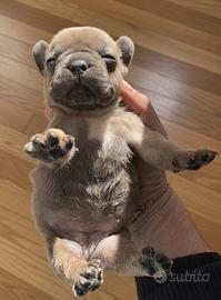Bulldog francese