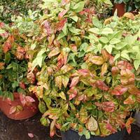 Piante di nandina in vaso e a terra