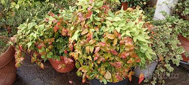 Piante di nandina in vaso e a terra