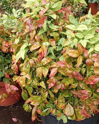 Piante di nandina in vaso e a terra