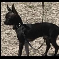 Chihuahua disponibile per monta