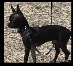 Chihuahua disponibile per monta