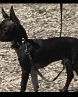 Chihuahua disponibile per monta