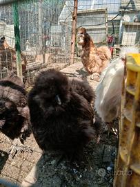 Moroseta galline ornamentali