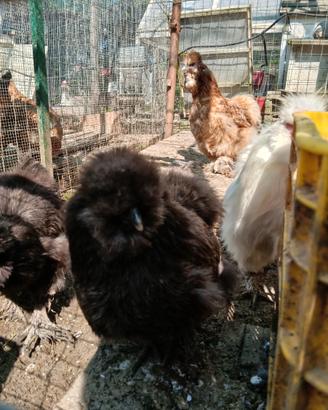 Moroseta galline ornamentali