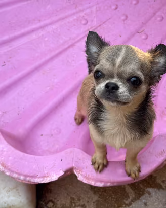 Chihuahua femmina