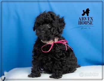 Cuccioli di Barboncino -Disponibili in Allevament