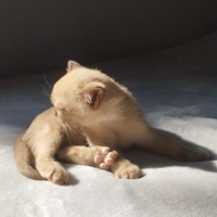 Burmese" Burme" Gattini