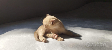Burmese" Burme" Gattini