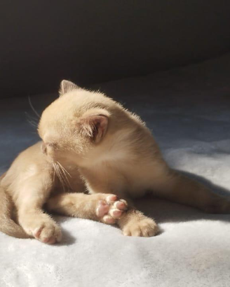 Burmese" Burme" Gattini