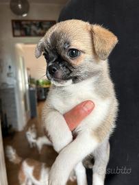 Cuccioli chihuahua