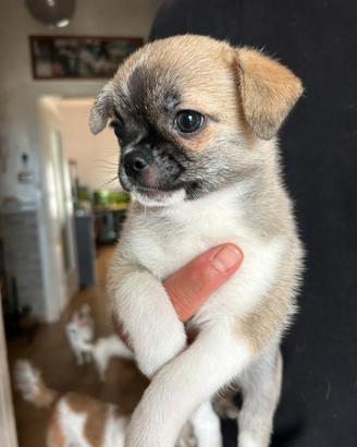 Cuccioli chihuahua
