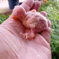 Inseparabile da imbecco