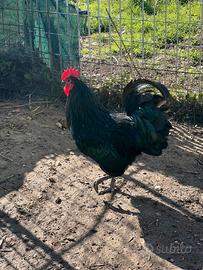 Gallo di razza Australorp