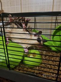 Petauro dello zucchero