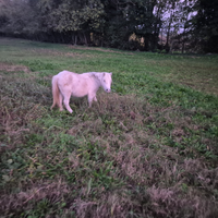 Pony cavalli asini asinelle