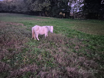 Pony cavalli asini asinelle