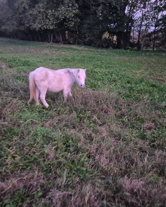 Pony cavalli asini asinelle