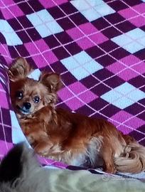 Cuccioli di chihuahua a pelo lungo