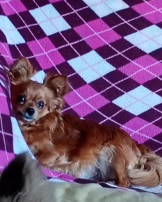 Cuccioli di chihuahua a pelo lungo