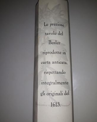 4 stampe riproduzione Erbario Hortus Eystettensis