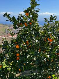 Zafferia vendi terreno 1100mq