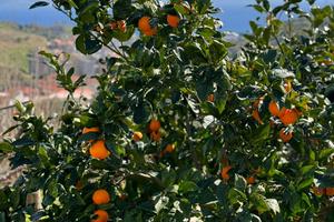 Zafferia vendi terreno 1100mq