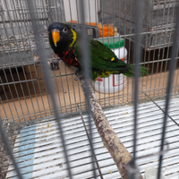 Papagallo lory arcobaleno