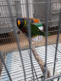 Papagallo lory arcobaleno