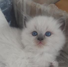 Cucciolata ragdoll varie colorazioni