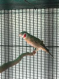 Uccello esotico Gola Tagliata