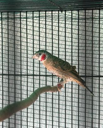 Uccello esotico Gola Tagliata