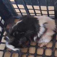 Cavie porcellini d'india