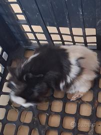 Cavie porcellini d'india