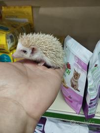 Ricci africani piccini