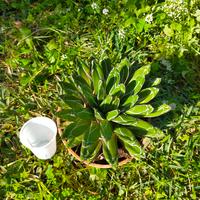 Agave regina vittoria 