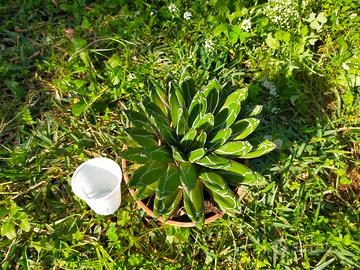 Agave regina vittoria 