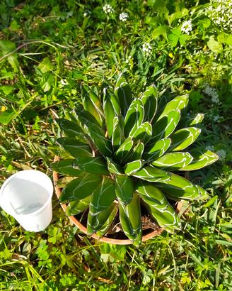 Agave regina vittoria 