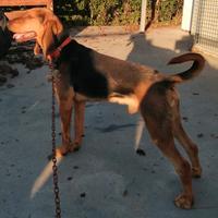 Segugio da caccia alla lepre